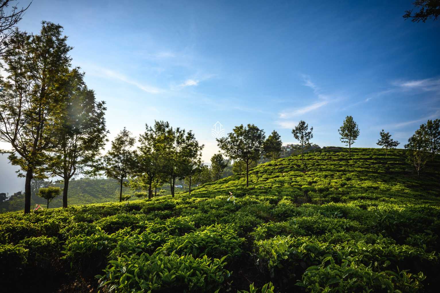 Amayaa Kotagiri